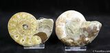Scarce Inch Desmoceras Ammonite #1448-1